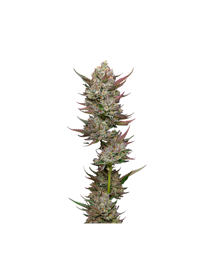 Tropicanna Cherry, Фасовка: 5